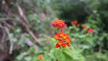Lantana Camara, bitki kokusu ama bitkisel ilaç olarak birçok işlevi var.