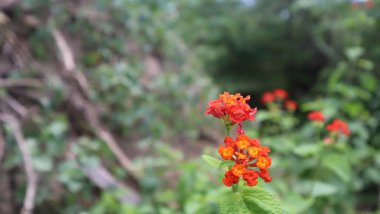 Lantana Camara, bitki kokusu ama bitkisel ilaç olarak birçok işlevi var.
