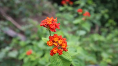Lantana Camara, bitki kokusu ama bitkisel ilaç olarak birçok işlevi var.