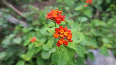 Lantana Camara, bitki kokusu ama bitkisel ilaç olarak birçok işlevi var.