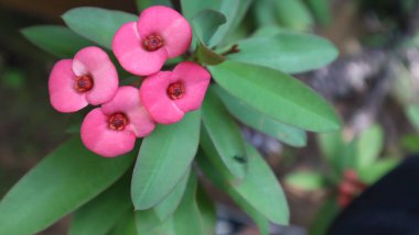 Creative layout made of pink flowers and green leaves. Natural concept