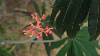 Jatropha podagrica ornamental plant with green leaves,Close up photo
