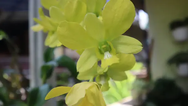 yellow orchid flower in home garden with sky background.