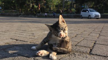 Sert beton zeminde oturan kahverengi kedi, evde yaşayan evcil kedi.