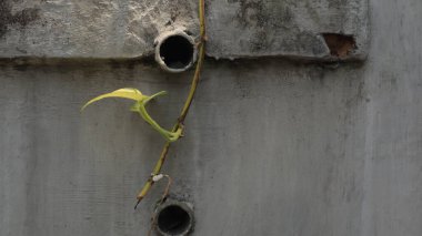 Duvarlara tırmanan taze yeşil yapraklar arka planlar için iyidir.