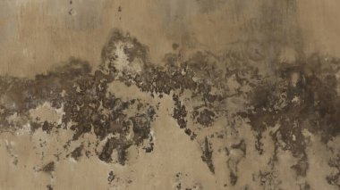 Evin duvarları beyaz yosunlu maviye boyanmış.