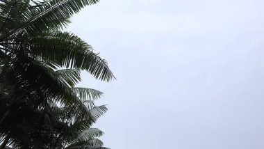 Ağaç mavisi gökyüzü, mavi gökyüzüne karşı ağaç tepesi güneşli bir günde. Doğa Endonezya