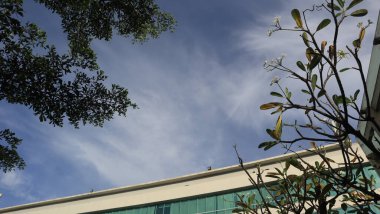 Ağaç mavisi gökyüzü, mavi gökyüzüne karşı ağaç tepesi güneşli bir günde. Doğa Endonezya