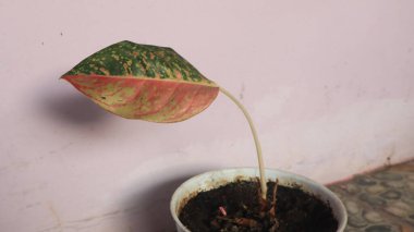 Caladium Keladi Merah Yaprağı 'nı okuyun.