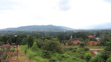 Natural Landscape of Indonesia. Green trees in forest. Day time photo