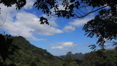 Natural Landscape of Indonesia. Green trees in forest. Day time photo