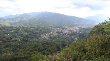 Natural Landscape of Indonesia. Green trees in forest. Day time photo