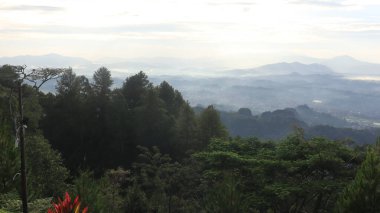 Natural Landscape of Indonesia. Green trees in forest. Day time photo