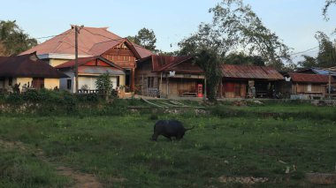 Endonezya, Tana Toraja 'nın güzel doğal manzarası. Ağaçlar ve mavi gökyüzü. Gündüz fotoğrafı