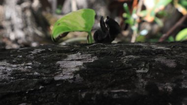 Ağaç gövdesine yakın çekim, kabuğu gün ışığıyla aydınlatılır..