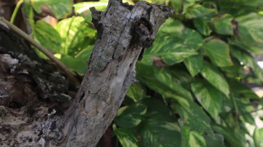 Ağaç gövdesine yakın çekim, kabuğu gün ışığıyla aydınlatılır..