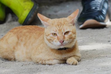 Curious cat looking at camera, pet cat living at home