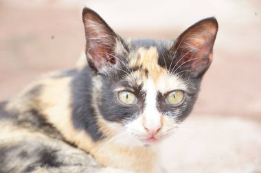 Curious cat looking at camera, pet cat living at home