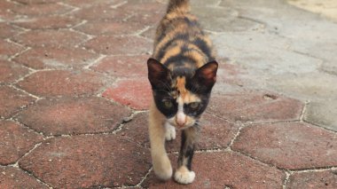 Curious cat looking at camera, pet cat living at home