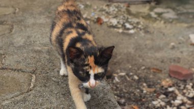 Curious cat looking at camera, pet cat living at home