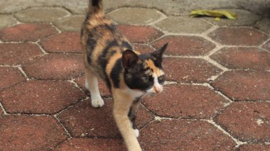 Curious cat looking at camera, pet cat living at home