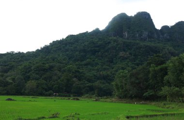 Natural Landscape of Indonesia. Green trees in forest. Day time photo