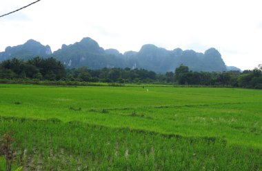 Natural Landscape of Indonesia. Green trees in forest. Day time photo