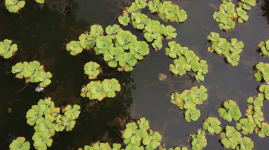 Doğal arka plan, yapraklar ve çimenler.