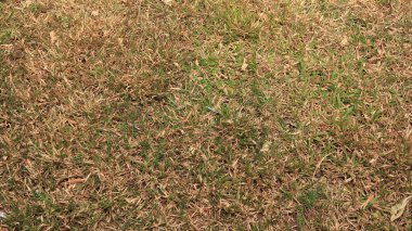 Doğal arka plan, yapraklar ve çimenler.