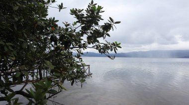 Sabah Lakeside Ağaçları, temiz suyla göl