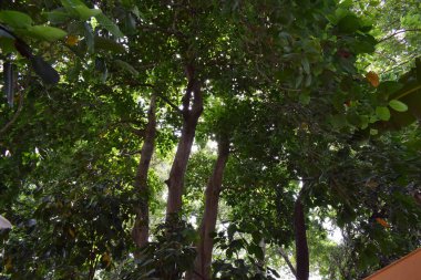 Ağaç mavisi gökyüzü, mavi gökyüzüne karşı ağaç tepesi güneşli bir günde. Doğa Endonezya