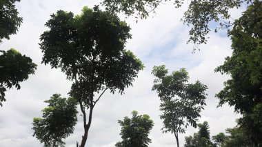 Ağaç mavisi gökyüzü, mavi gökyüzüne karşı ağaç tepesi güneşli bir günde. Doğa Endonezya