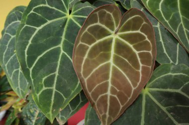 Yeşil yapraklar ve doğadan oluşan yaratıcı bir düzen. Düz yat. Doğal kavram