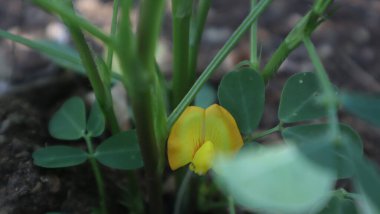 Yeşil yapraklar ve doğadan oluşan yaratıcı bir düzen. Düz yat. Doğal kavram