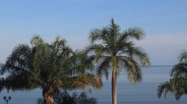 Yüksek açılı hindistan cevizi ağacı, mavi gökyüzü ağacı, güneşli bir günde mavi gökyüzüne ve denize bakan ağaç. Endonezya 'nın doğası
