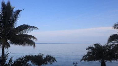 Yüksek açılı hindistan cevizi ağacı, mavi gökyüzü ağacı, güneşli bir günde mavi gökyüzüne ve denize bakan ağaç. Endonezya 'nın doğası