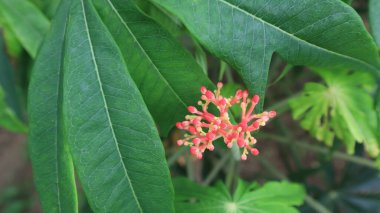 Jatropha podagrica ornamental plant with green leaves,Close up photo