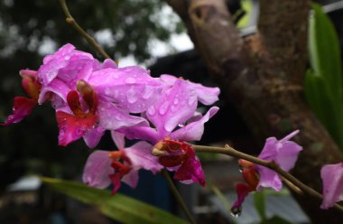 Phalaenopsis mor orkide çiçeği, falaenopsis veya bulanık arkaplan sorunu. Sağda mor falaenopsis çiçeği var. Kelebek orkidesi olarak bilinir.