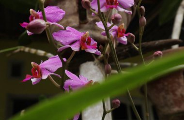 Phalaenopsis mor orkide çiçeği, falaenopsis veya bulanık arkaplan sorunu. Sağda mor falaenopsis çiçeği var. Kelebek orkidesi olarak bilinir.
