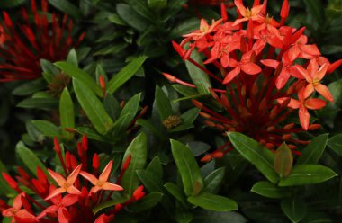 Kırmızı çiçekler ve yeşil yapraklardan oluşan yaratıcı bir düzen. Doğal konsept