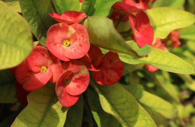 Creative layout made of pink flowers and green leaves. Natural concept