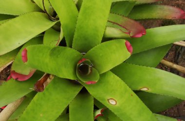 Yeşil yapraklardan oluşan yaratıcı bir düzen. Doğal kavram