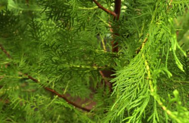 Yeşil yapraklardan oluşan yaratıcı bir düzen. Doğal kavram