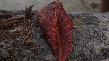 The beauty of the dry leaf texture of the ketapang (Terminalia catappa) leaf. Ketapang leaves are believed to have properties as anti-parasitic, anti-bacterial and anti-fungal. clipart