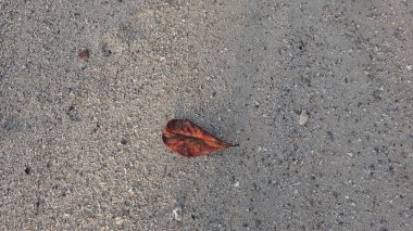 Ketapang 'ın (Terminalia catappa) kuru yaprağının güzelliği. Ketapang yapraklarının anti-parazit, anti-bakteriyel ve anti-mantar özellikleri olduğuna inanılır..