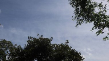 Ağaç mavisi gökyüzü, mavi gökyüzüne karşı ağaç tepesi güneşli bir günde. Doğa Endonezya