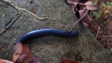 Karmaşık hata ayrıntıları (β ostreptus). Yakın çekim makro çekim. Canlı bir ön plan odağı. Hayvan temalı. Gündüz Böcek Fotoğrafçılığı.