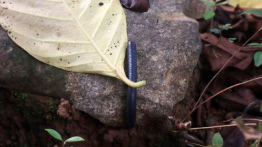Karmaşık hata ayrıntıları (β ostreptus). Yakın çekim makro çekim. Canlı bir ön plan odağı. Hayvan temalı. Gündüz Böcek Fotoğrafçılığı.