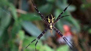 Macro detail close up of spider web, blur nature background. Spider sitting on the web