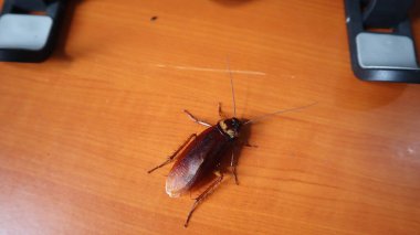 close up photo of a cockroach on a brown work desk clipart